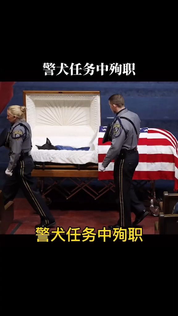 美警犬任务中殉职,享受高规格葬礼狗狗是人类最忠实的朋友#动物世界