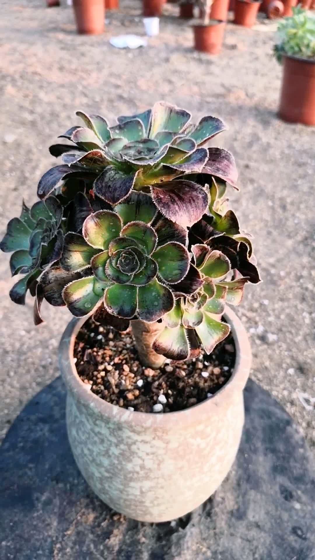 拉丝锦,一个拥有金属拉丝风格的法师