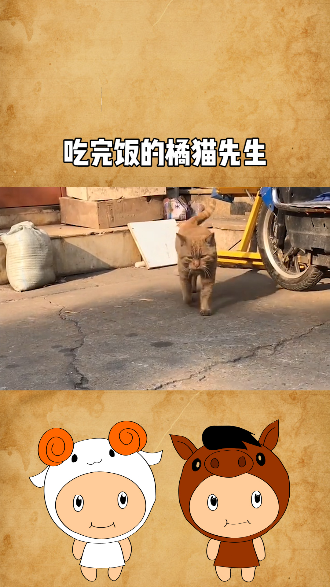 吃完饭的橘猫先生,很久没有看见自己的小孙了,我安排他们见面