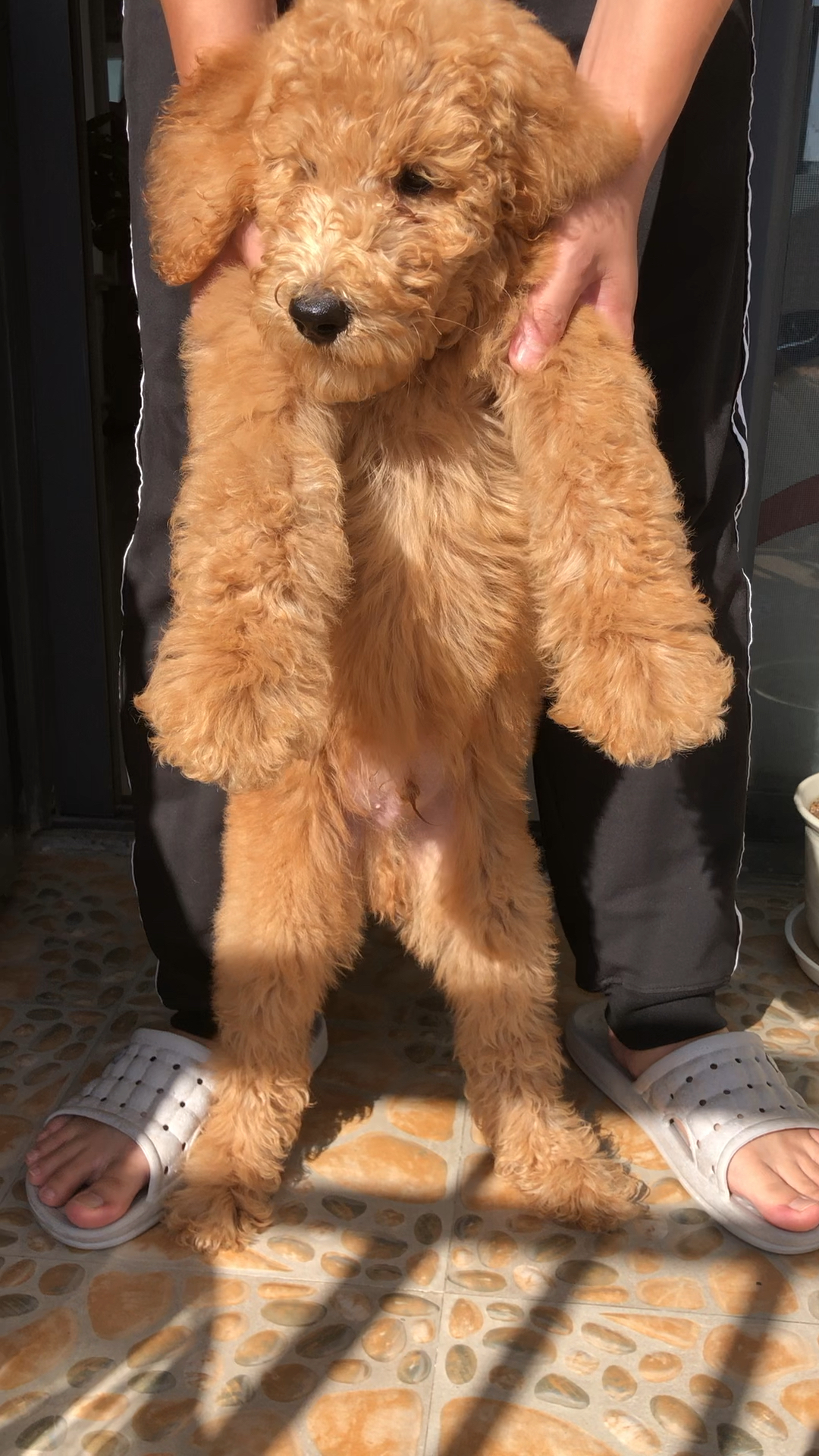 两个半月的巨贵宝宝,这样的骨架和毛量,长大又要迷倒多少小母狗,这个