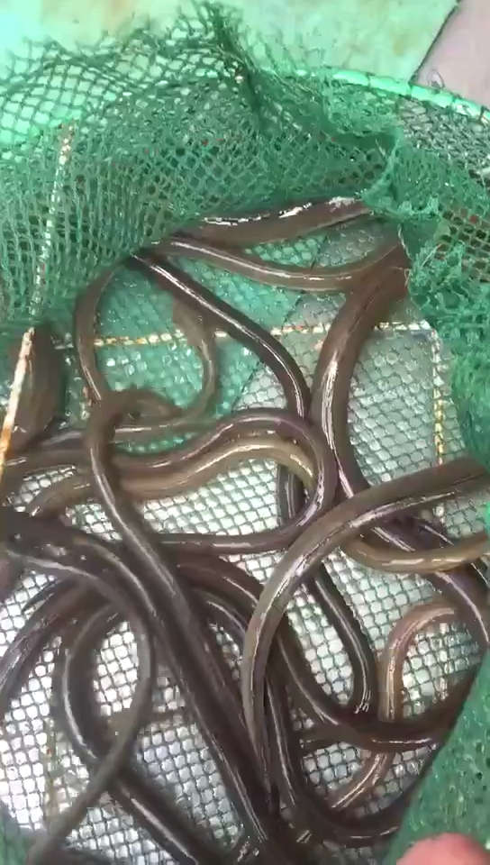 野生青鳗,需要的提前预定, 要的私聊[调皮]