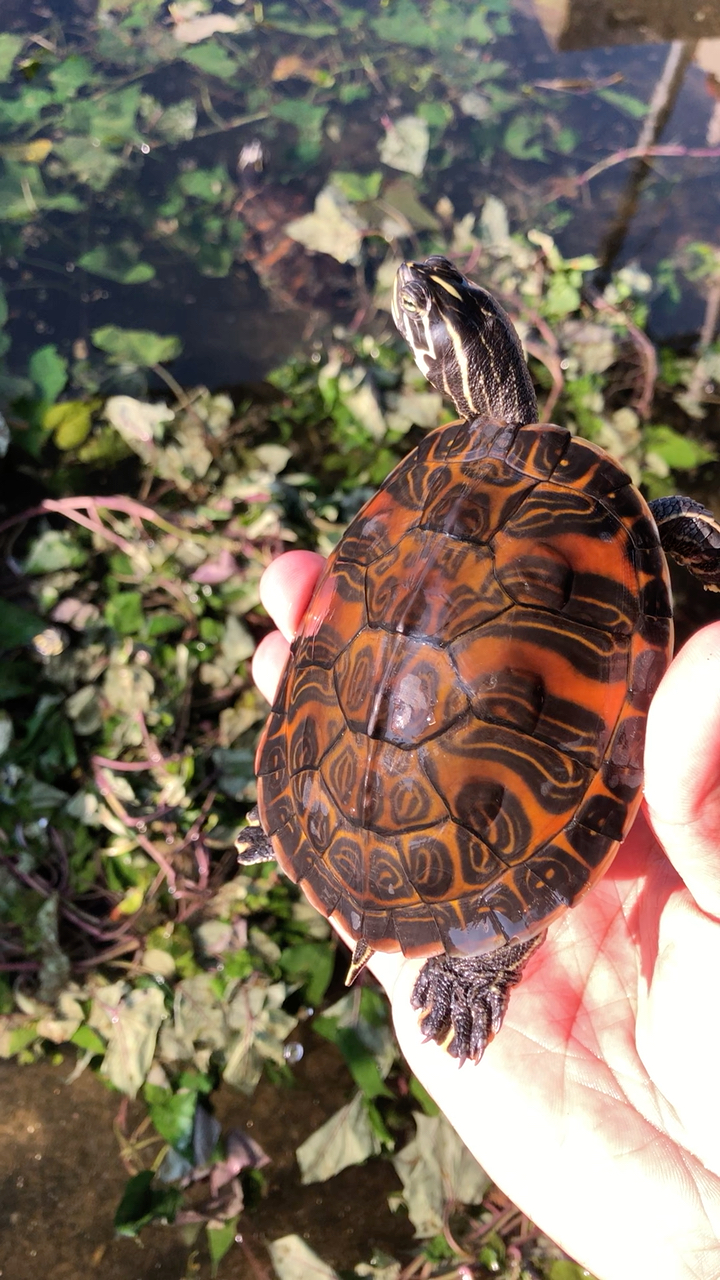 红腹红红火火火焰龟