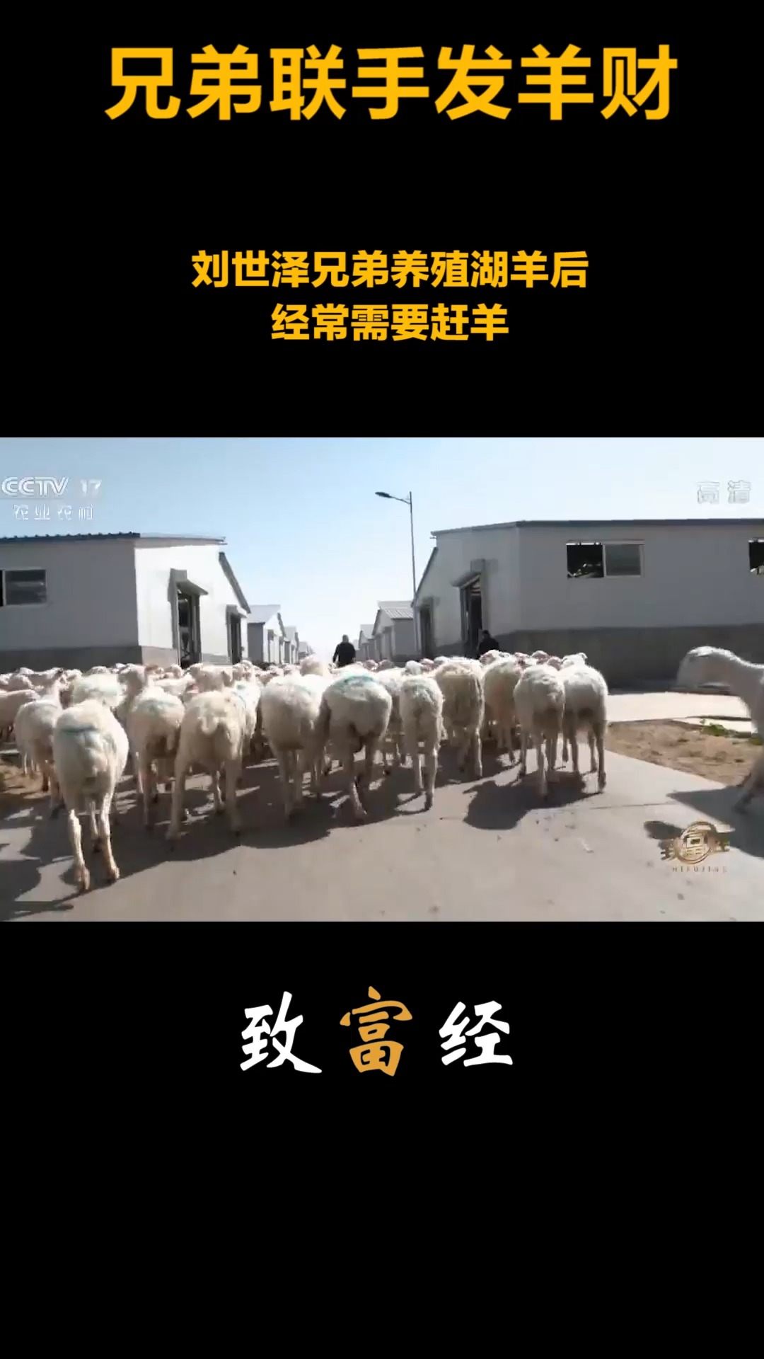 致富经湖羊视频全集(cctv7 致富经养羊致富经)