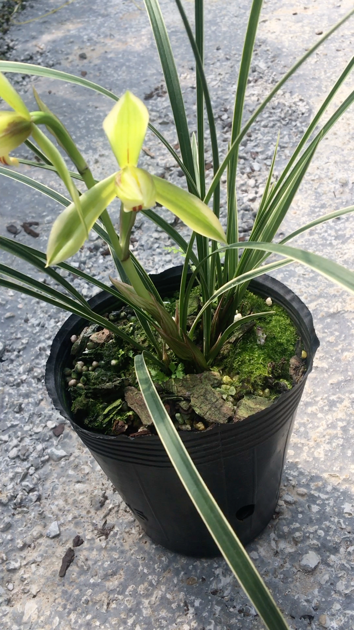 春兰边艺-皎月   好养易活,大量带花苞,适合新手#兰花种植