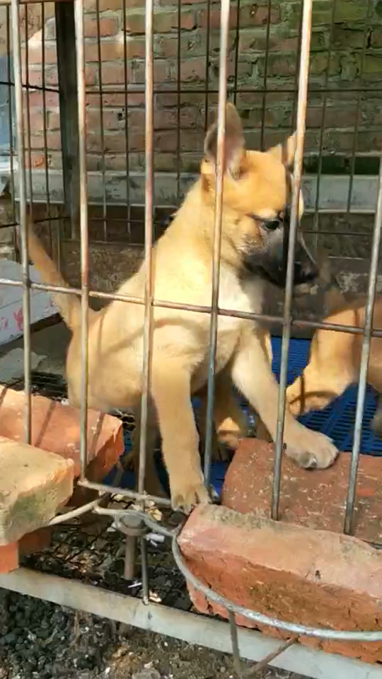 出售马犬(幽灵)直系明码2000一条喜欢的可以加微信私聊15165565370