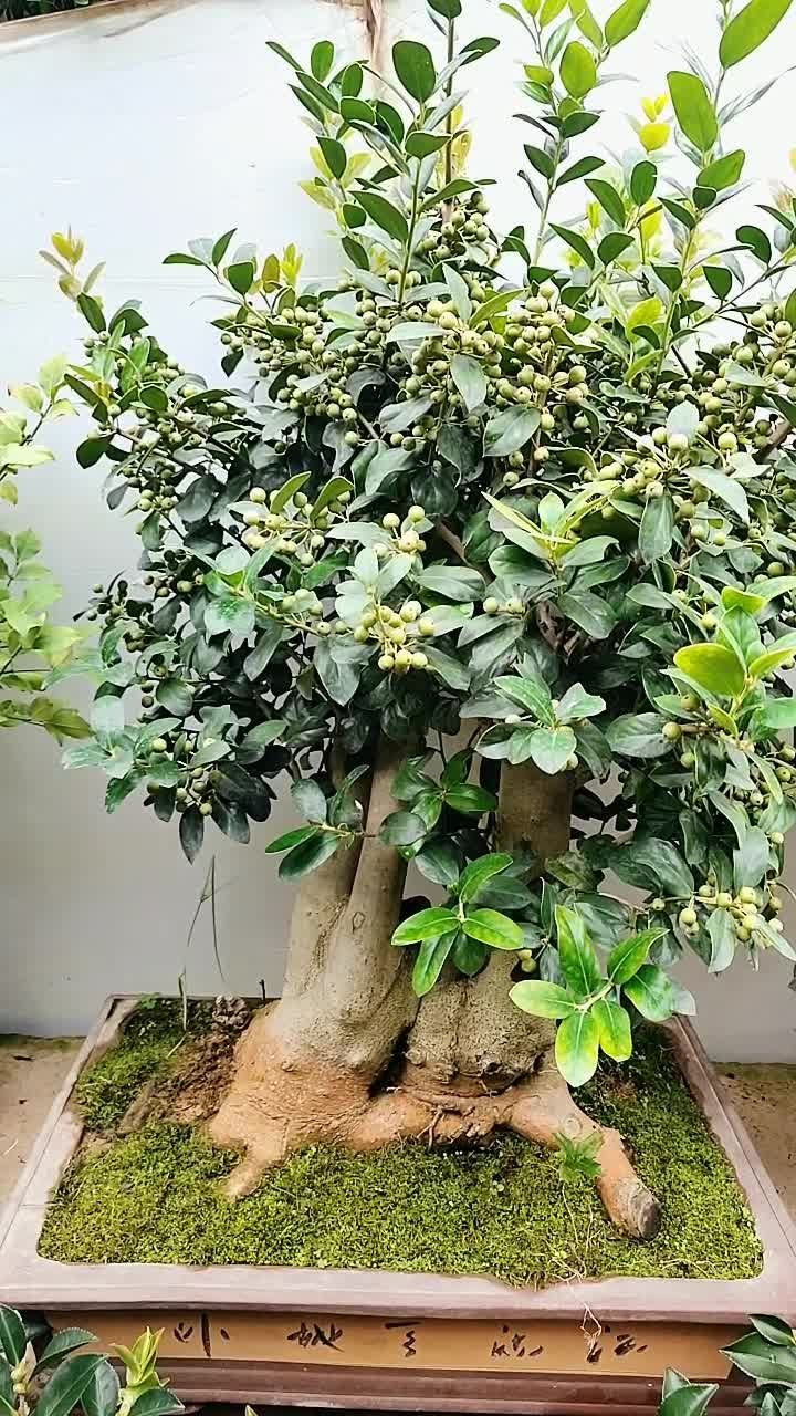 无刺枸骨盆景老桩