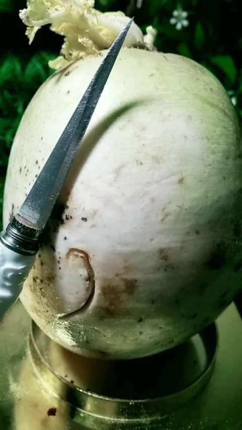 烂萝卜最美的一面