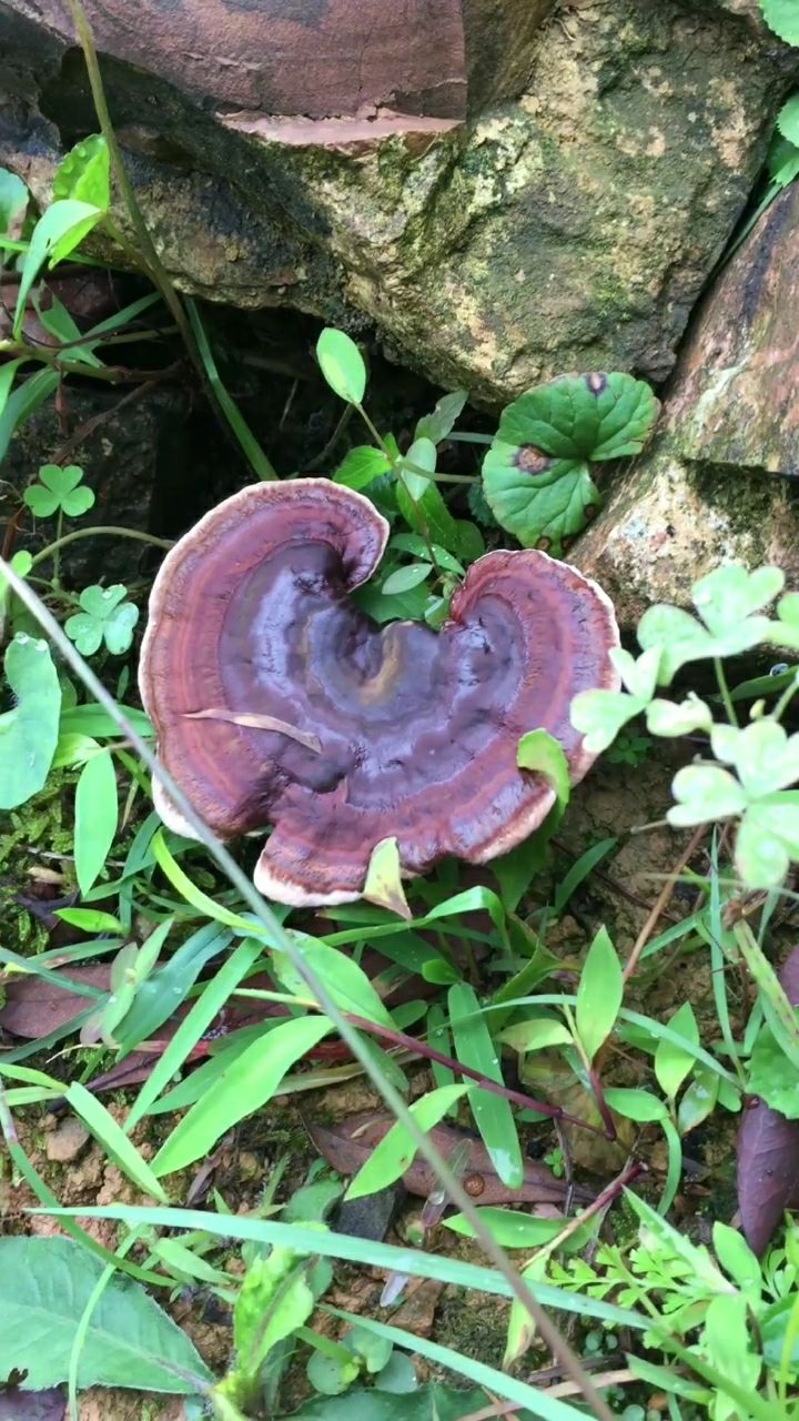 上山偶遇三朵野生灵芝,好大一朵!