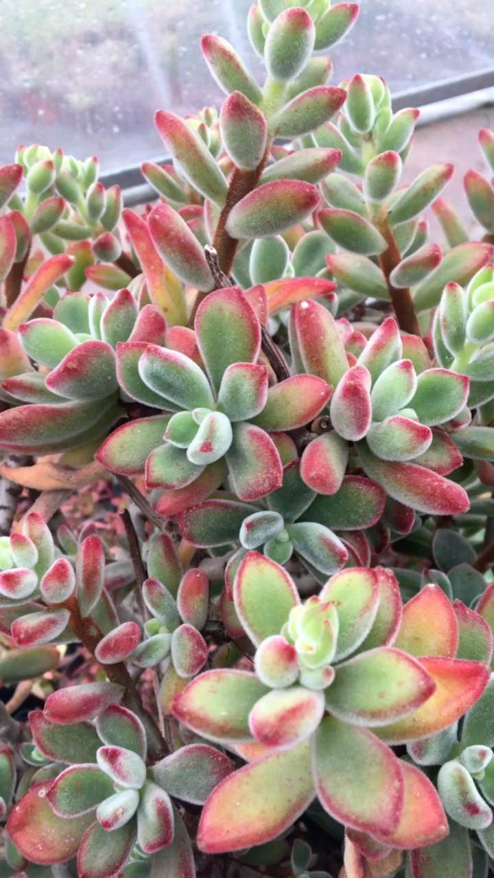 丸叶锦晃星大老桩99