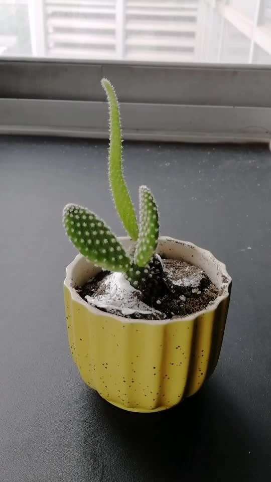 一个萌萌哒的小植物,它一定是吃可爱多长大的