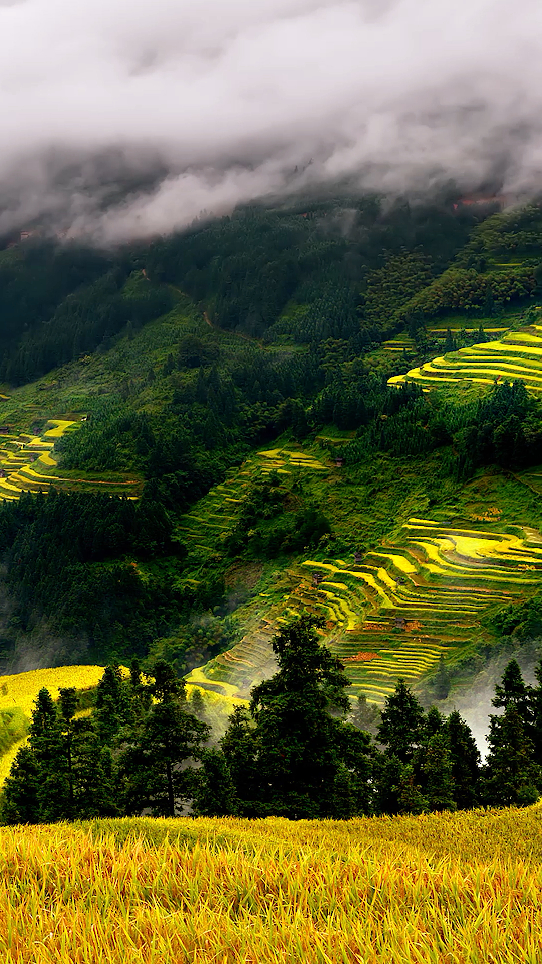 秋已至,稻已黄,黔东南的梯田美如画～00