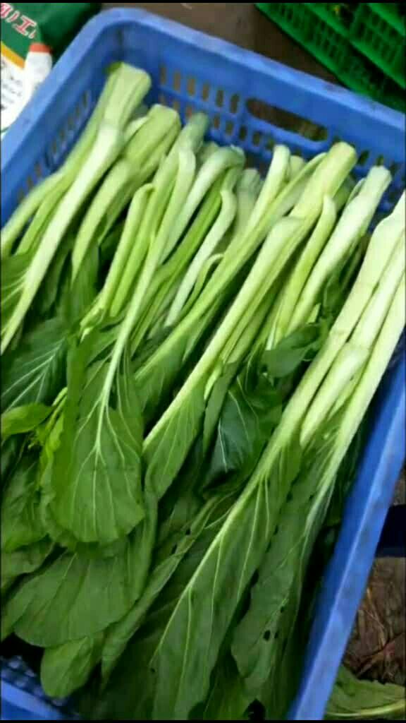 鲜嫩甜的迟菜心96有想吃的吗