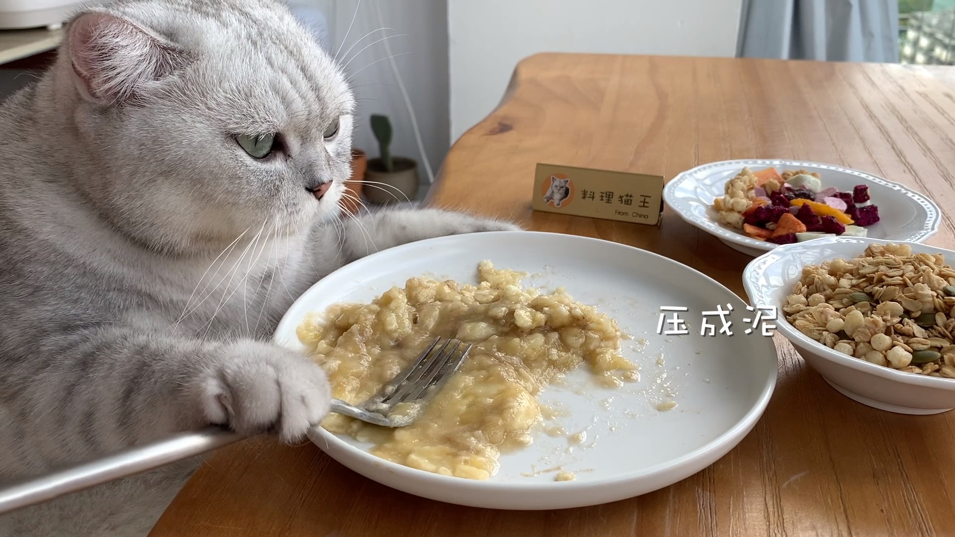 猫王:被自己专注做饭的样子帅到