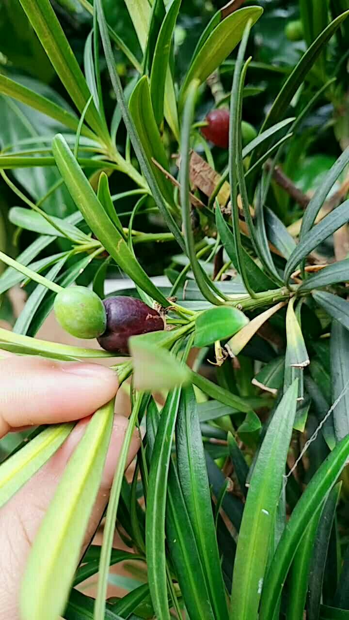 罗汉松的果实,可以吃,有止咳润肺,平喘的功效!