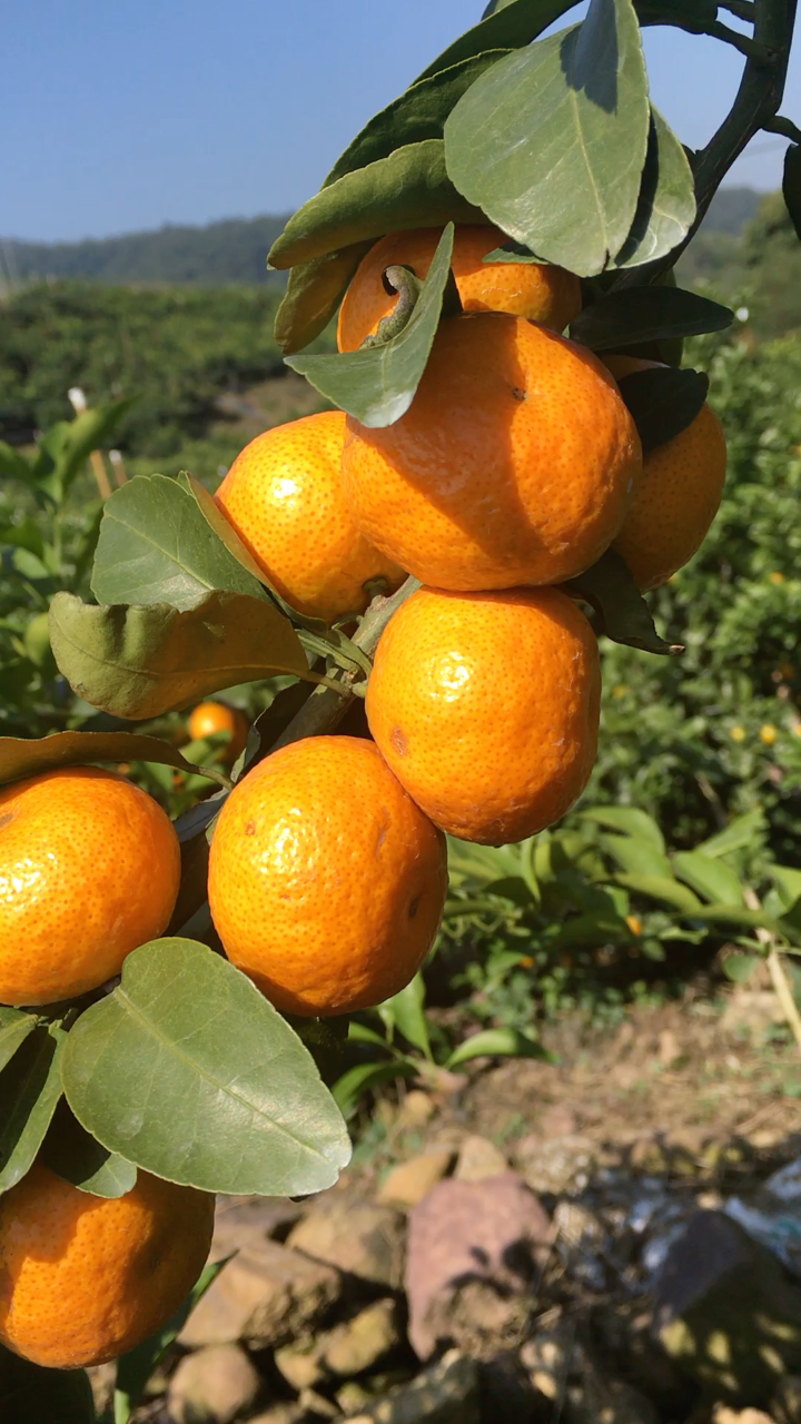 一串葫芦娃,在等它们爷爷带它们回家