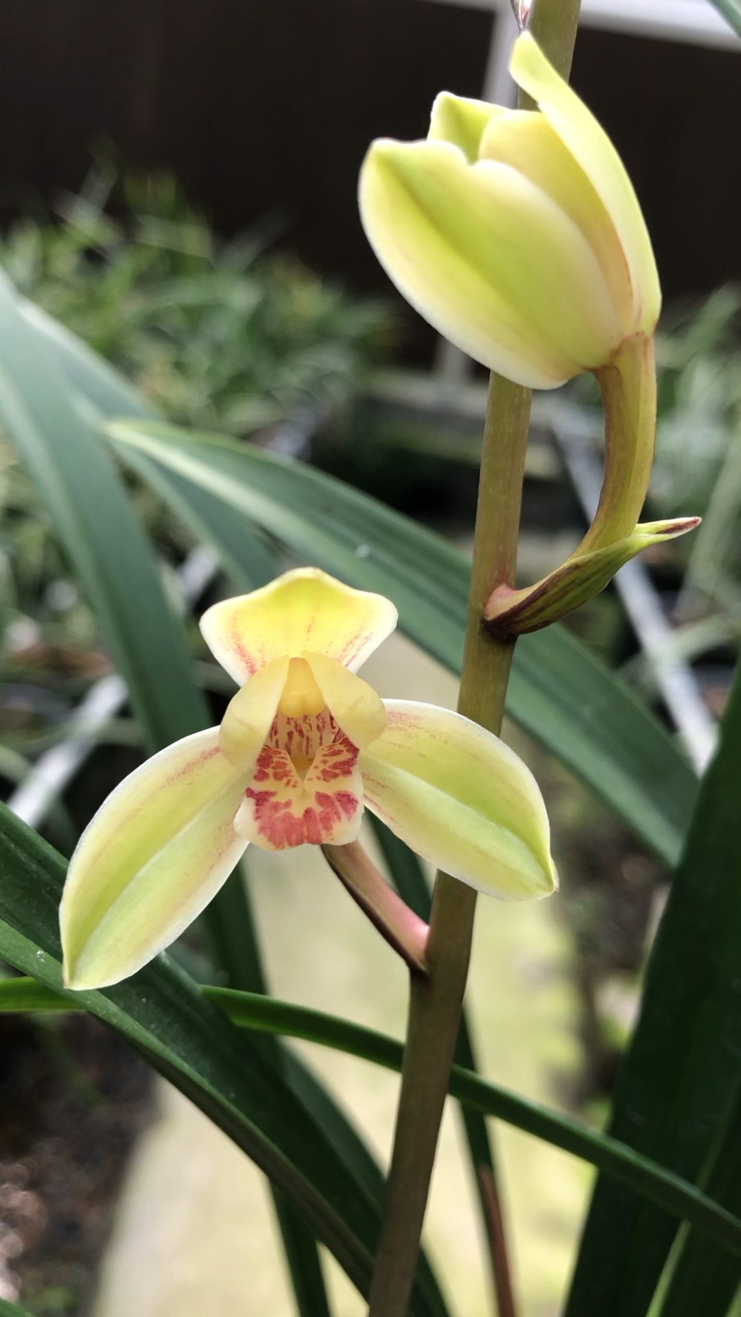 建兰中华水仙 水仙瓣 建兰铭品