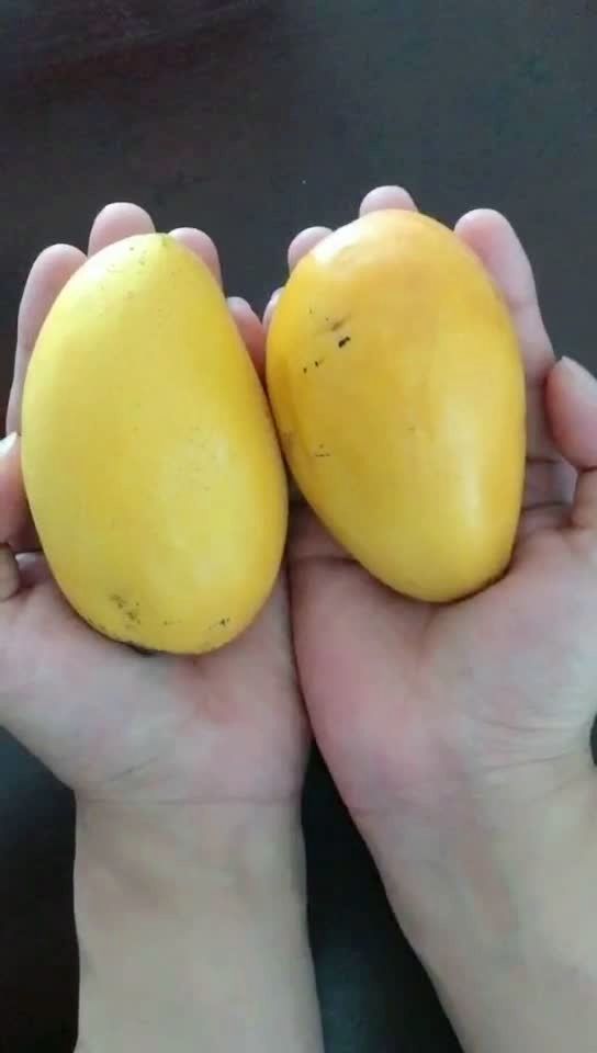 这样切盲果不脏手