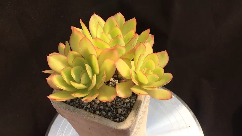 柠檬王子——多肉食堂