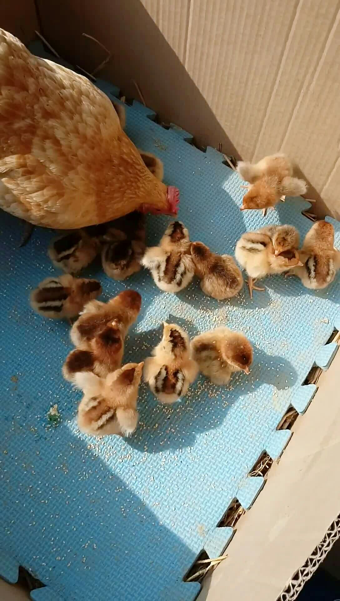 刚出生的小鸡仔