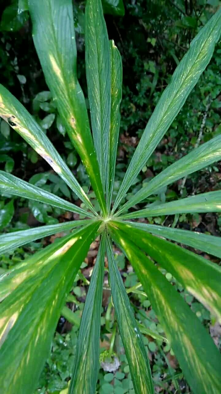 中药:一把伞天南星
