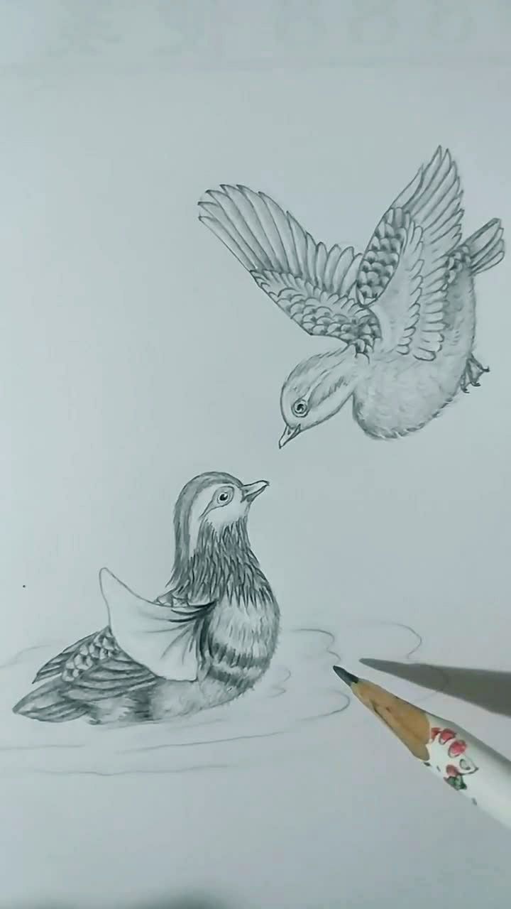 简笔画鸳鸯戏水!