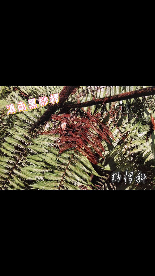 滇南黑桫椤,大型木本蕨类,生于山坡阳面,自然种群过小.