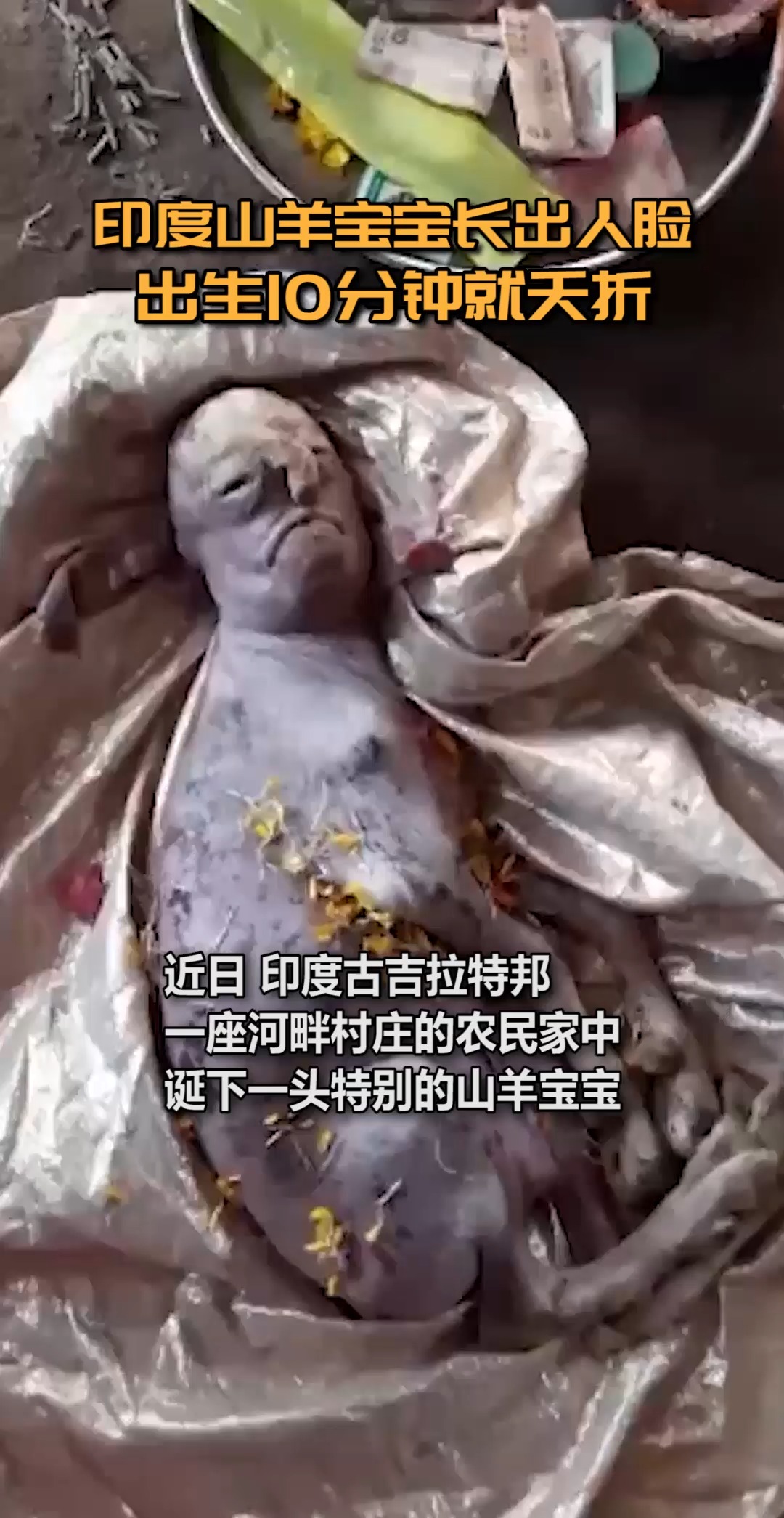 印度山羊宝宝长出人脸,出生10分钟就夭折 当地村民认为是祖先重生