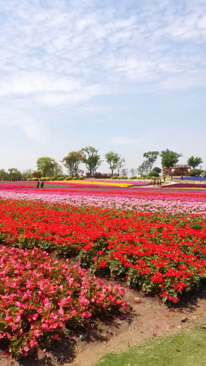 彩色花海,春天的味道.989898.