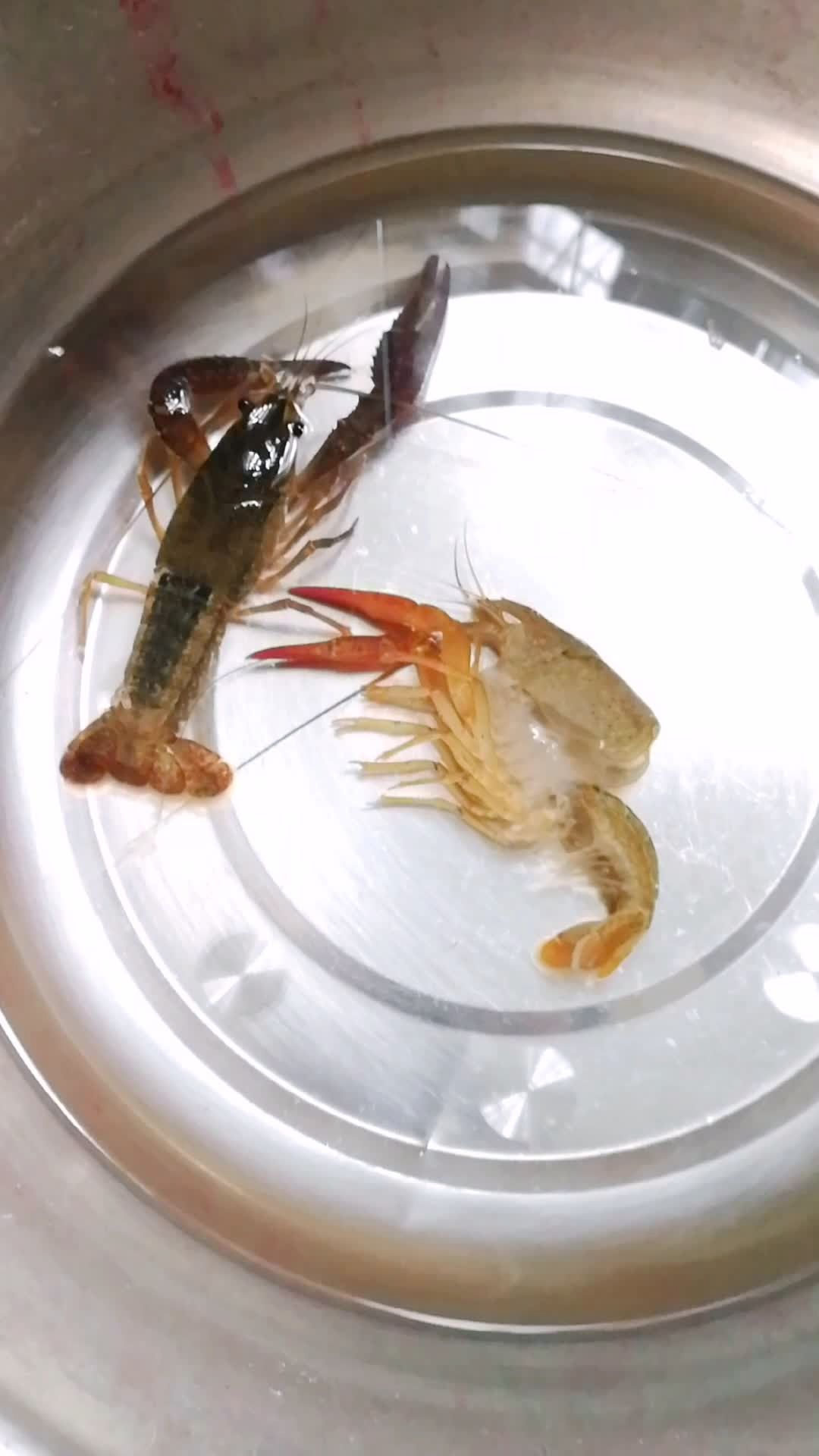 小龙虾脱壳了,见过没