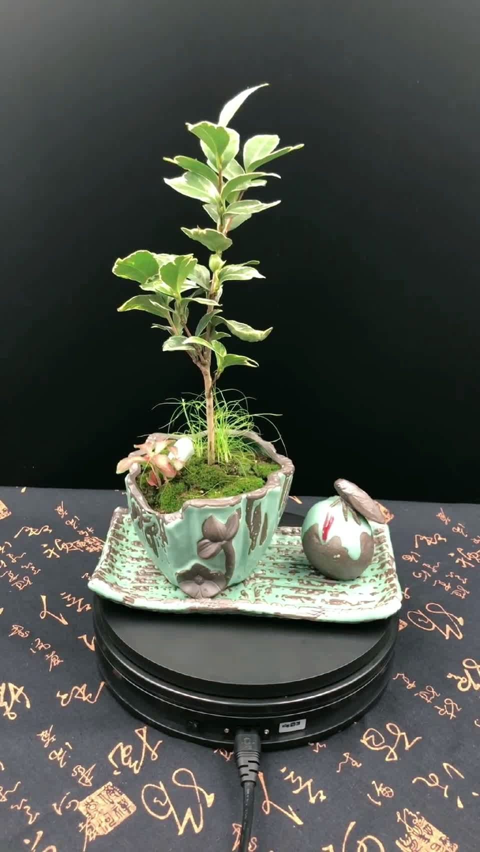 弁天神乐78日本茶花品种(初心花草)