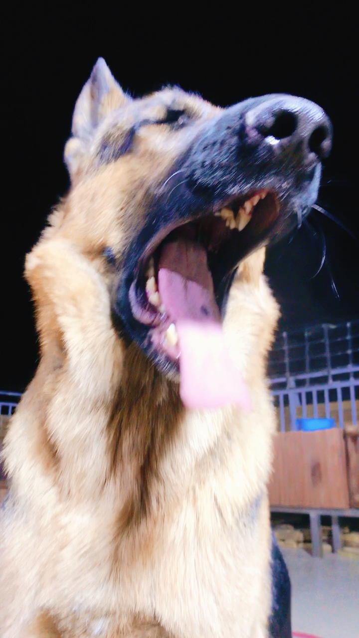 这张大嘴吓死人了.