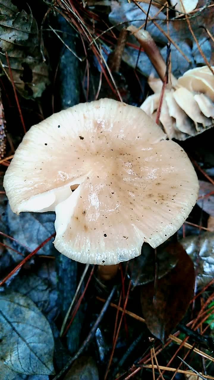 是不是茅草菇,这种蘑菇能不能吃?好看好看.