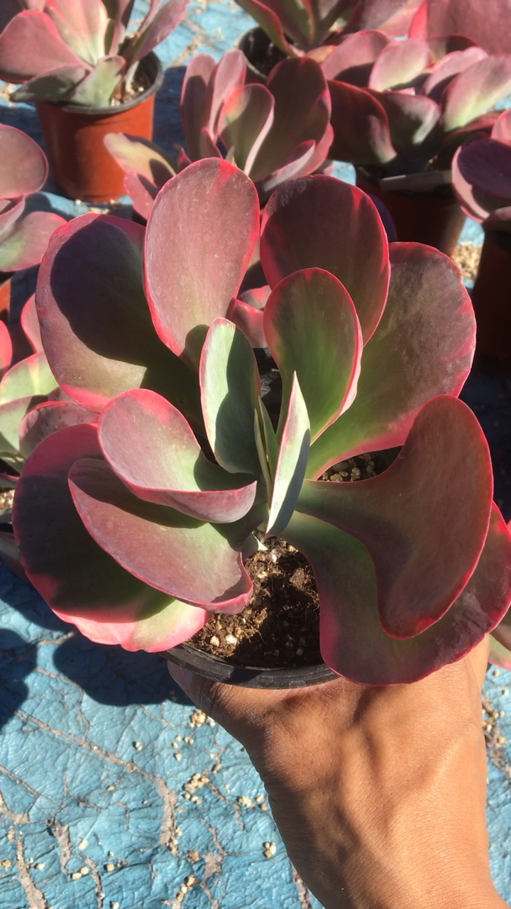 唐印锦 多肉 美美的想得到她