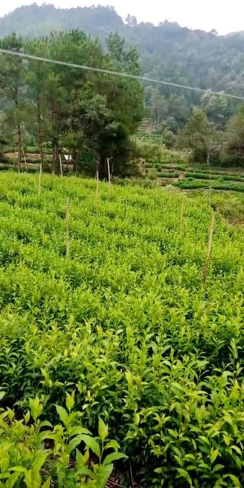 太平猴魁茶叶茶园