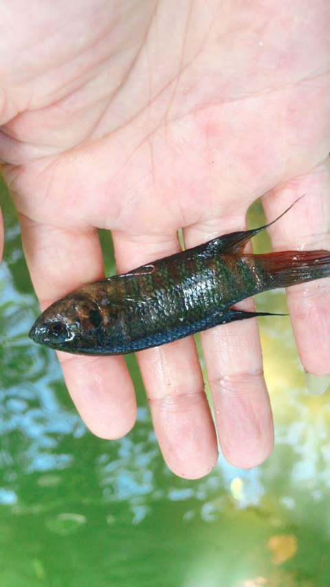 拍完放生.壮家黑叉尾斗鱼