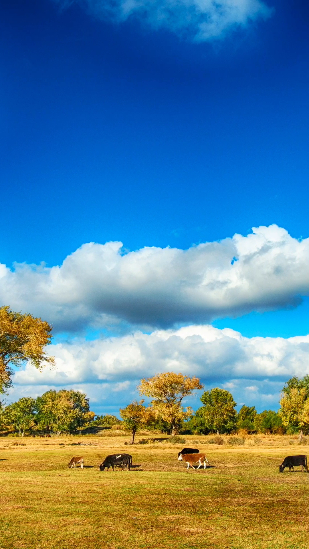 秋色#五彩斑澜,天高云淡,秋高气爽,美景如画