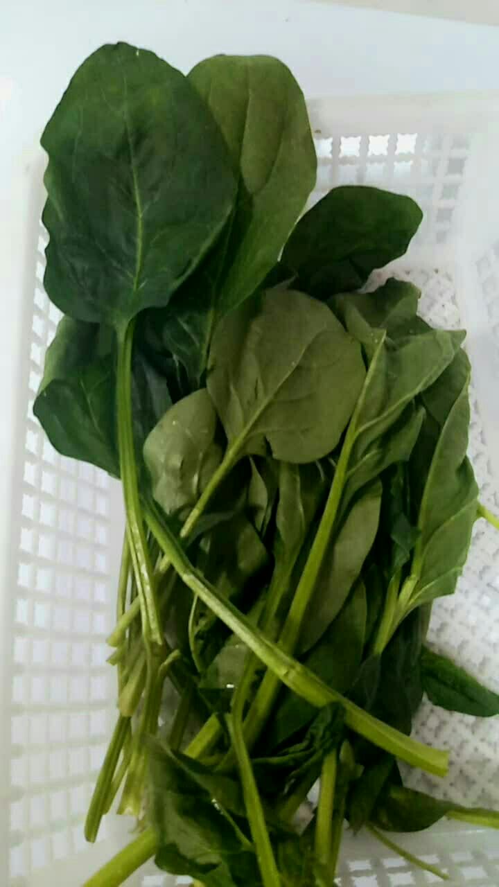 这是《暗送秋波:的菠菜!新鲜吧!90909090