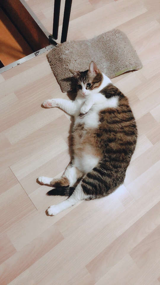 发现一只巨型大肥喵