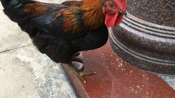 公鸡啄米,吃的好开心哦99