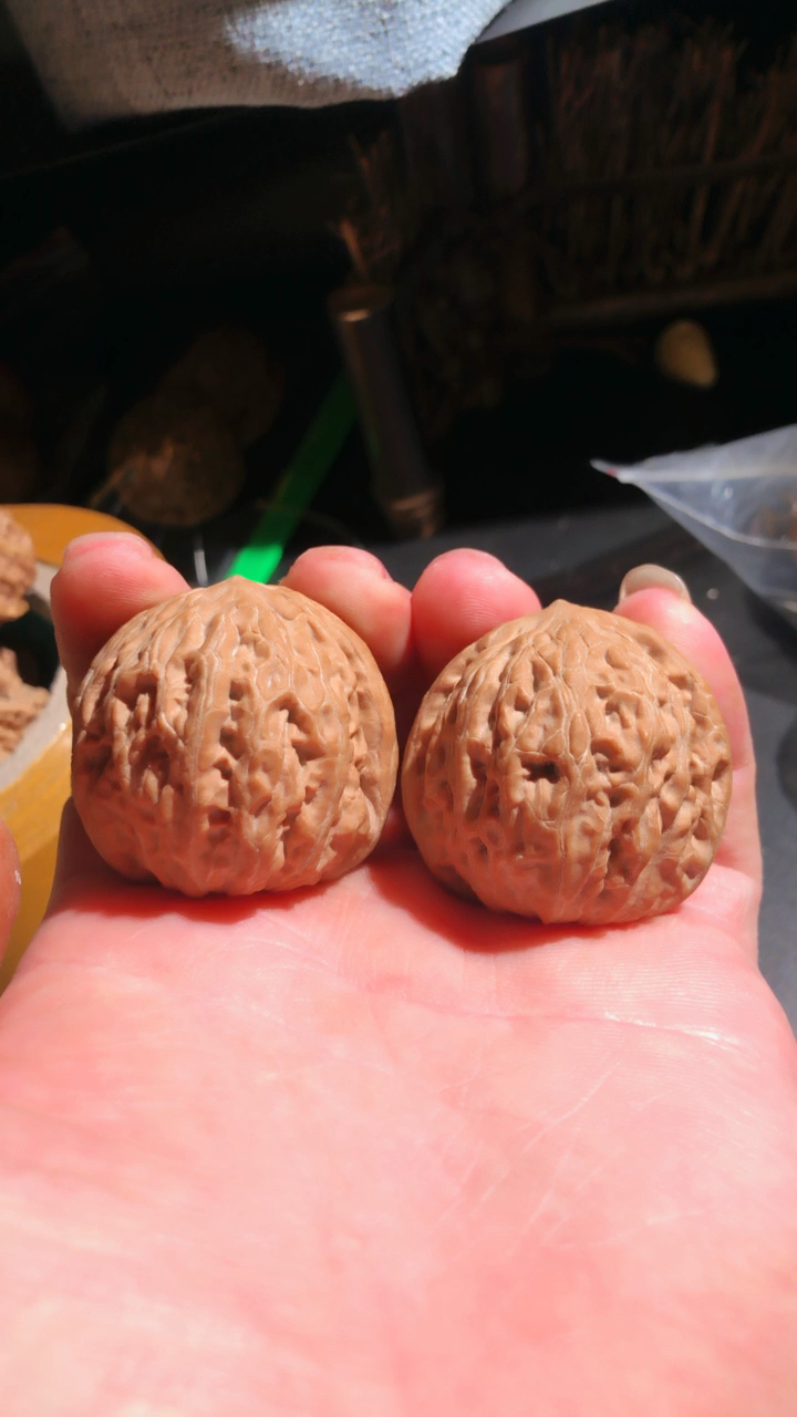 野生元宝狮子头,手感非常舒服98尺寸39,肚子非常圆.