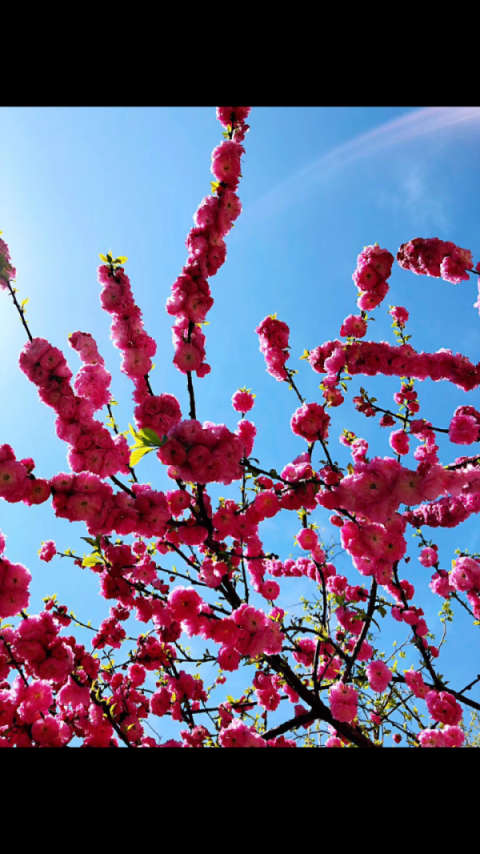 姿态万千花95之韵