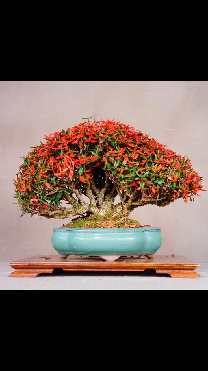 【展会级盆景】日本小品缩面葛络石,叶子变色更漂亮