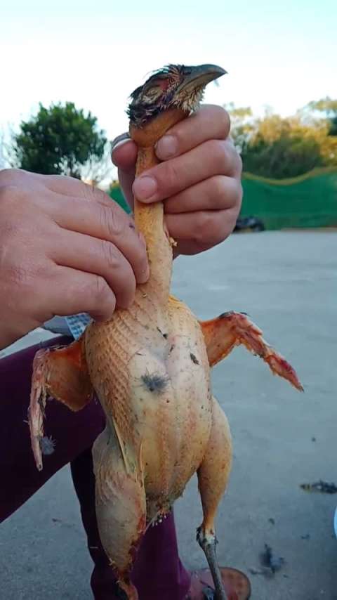 谁说公鸡一毛不拔的,我把它一毛不留05