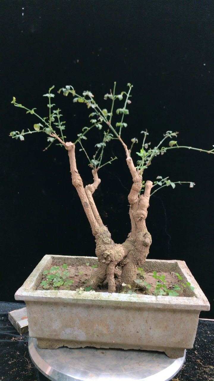 龙爪迎春   不知道咋造型好了