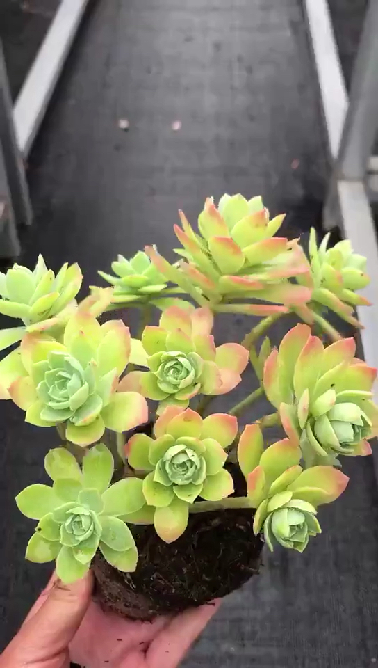 多肉植物 薄化妆～ 喜欢的关注 私信必回!