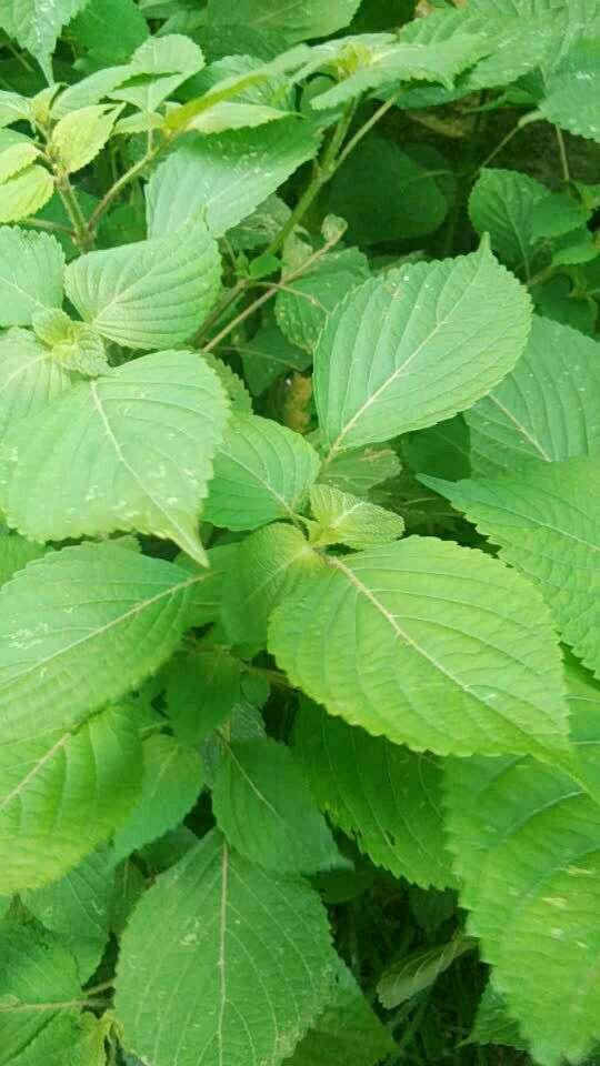 苏子,人人都需要的宝