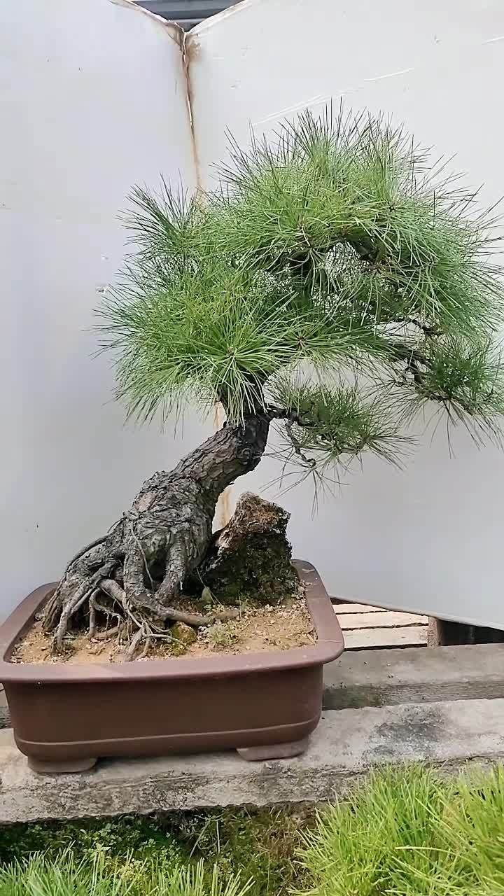 精品黑松盆景老桩