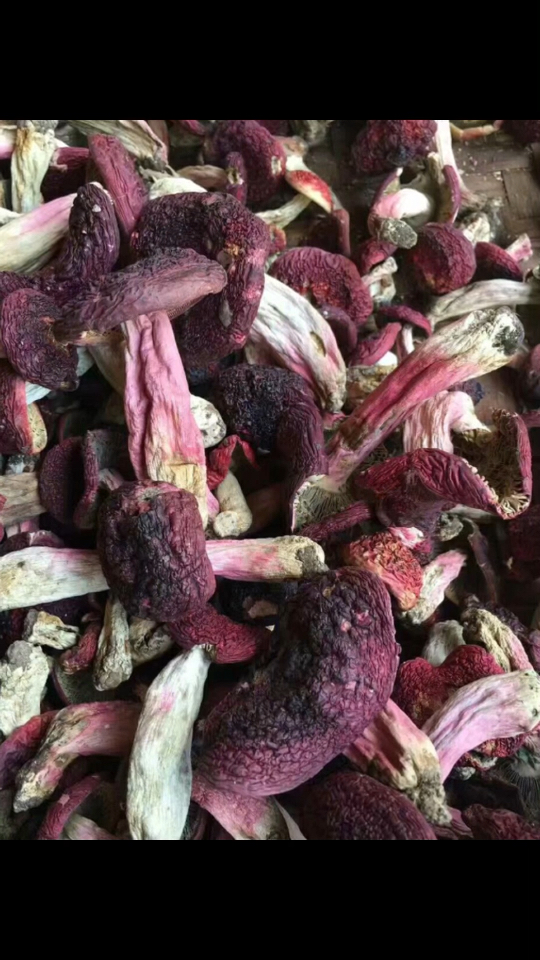 大红菌-菌中红玫瑰