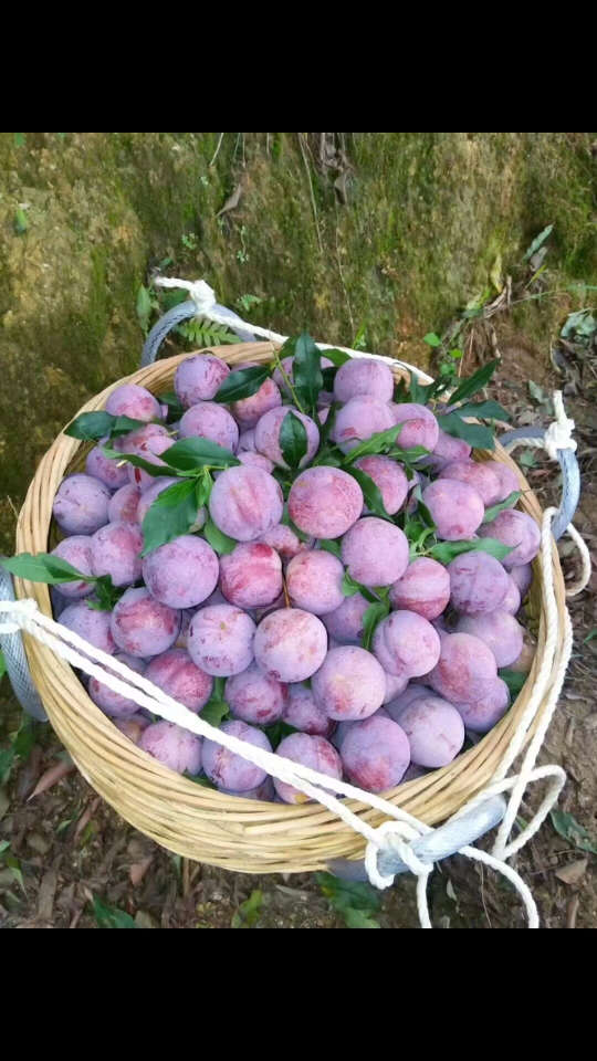 正宗钱排"银妃"三华李,现大量上市,现摘现卖,诚信经营,质量保证.