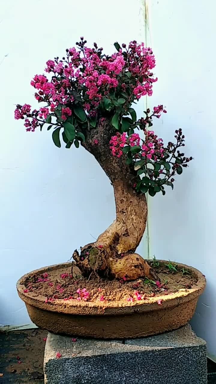 天鹅绒紫薇盆景老桩